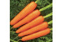 Bobine de carotte (25m)