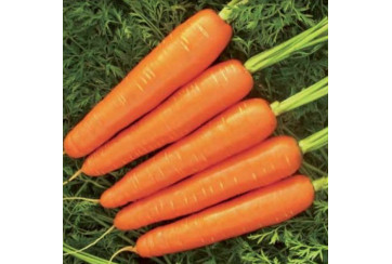 Bobine de carottes (100m)